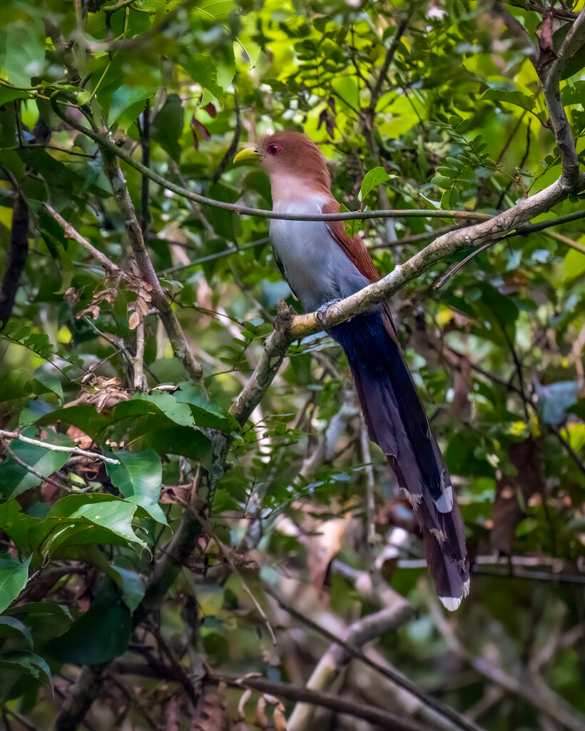 Squirrel Cuckoo  by nicoleweg