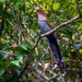 Squirrel Cuckoo 