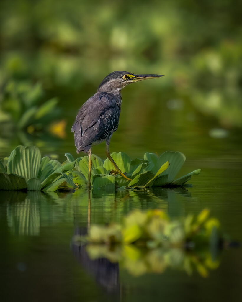 Striated Heron  by nicoleweg