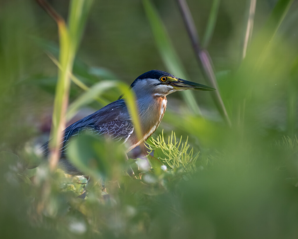 Striated Heron  by nicoleweg