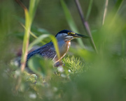 6th Sep 2024 - Striated Heron 