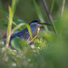 Striated Heron 