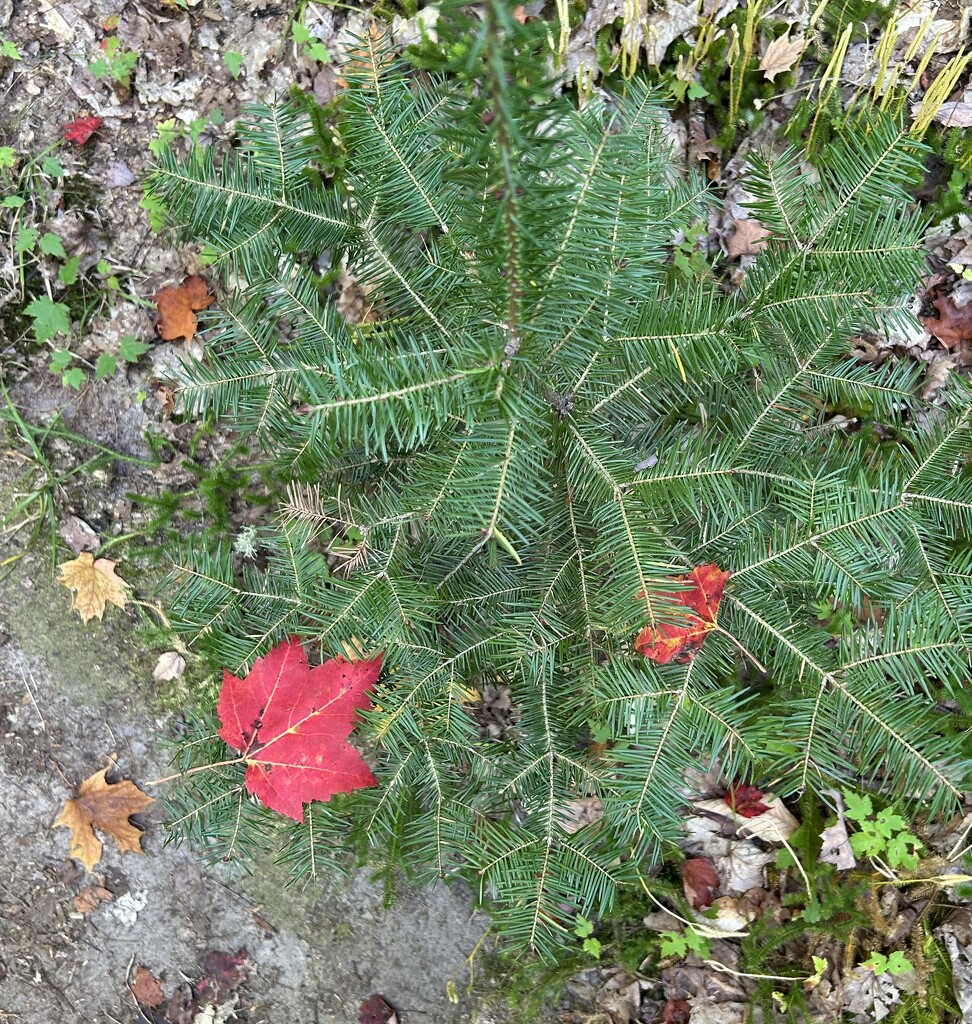 Nature’s decor  by mltrotter