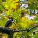 Rainy Day Chickadee