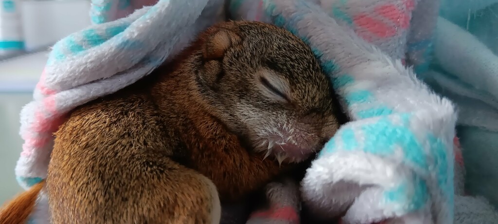 Day 266: Baby Red Squirrels by jeanniec57