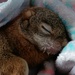 Day 266: Baby Red Squirrels