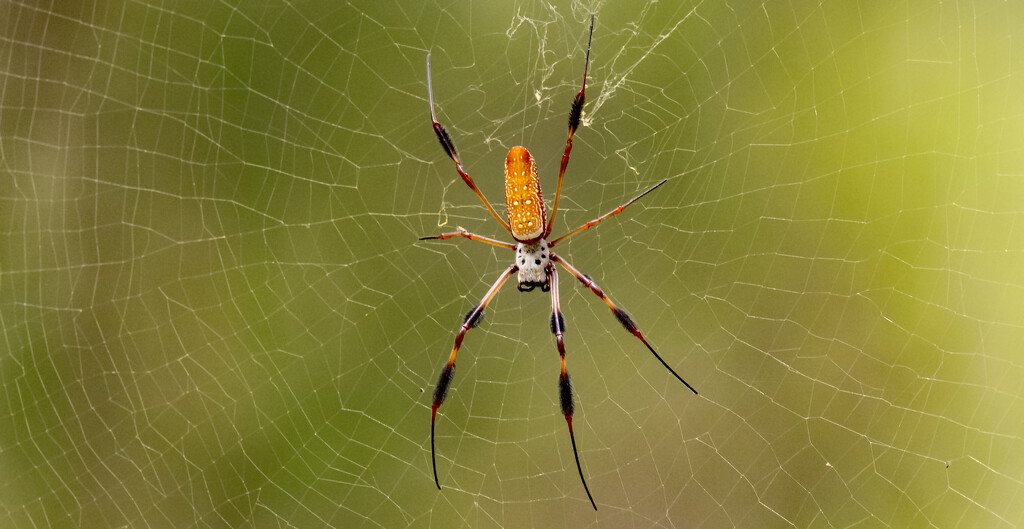 Banana Spider! by rickster549