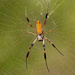 Banana Spider!