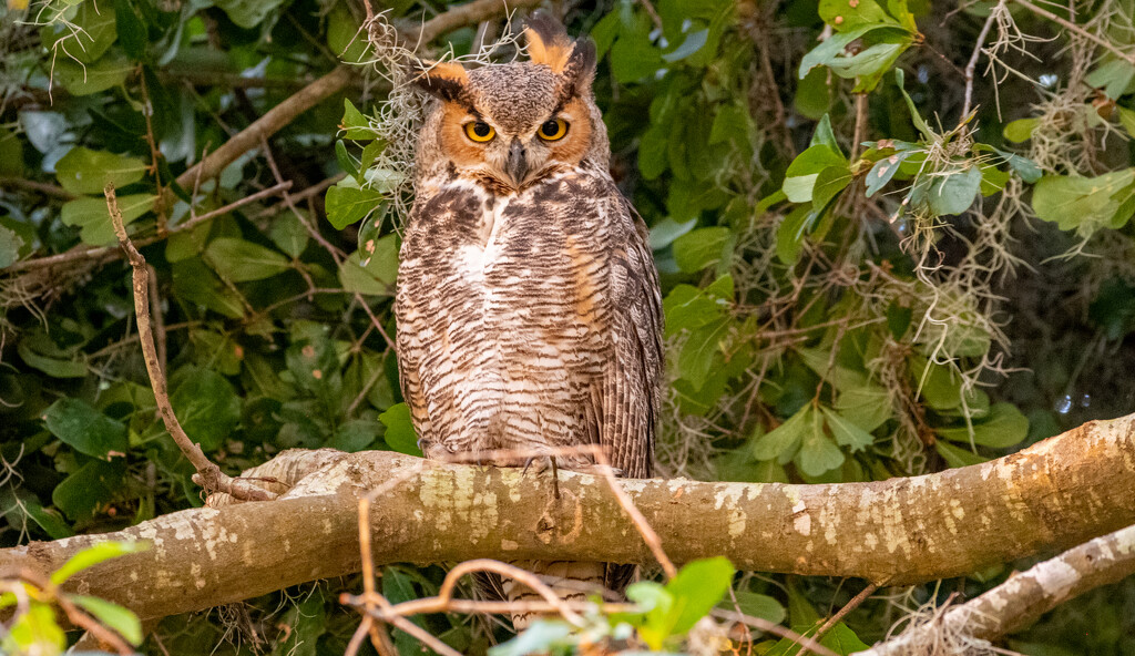 Great Horned Owl, Juvenile! by rickster549