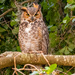 Great Horned Owl, Juvenile!