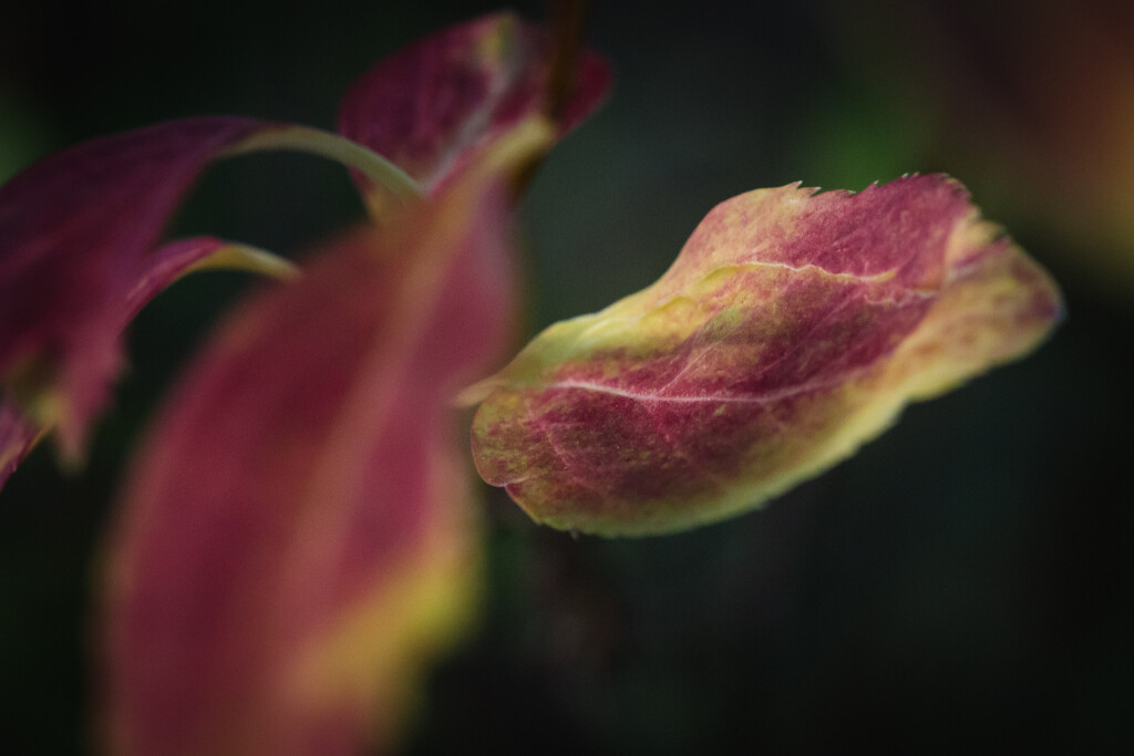 A Touch of Fall in the Backyard by tina_mac