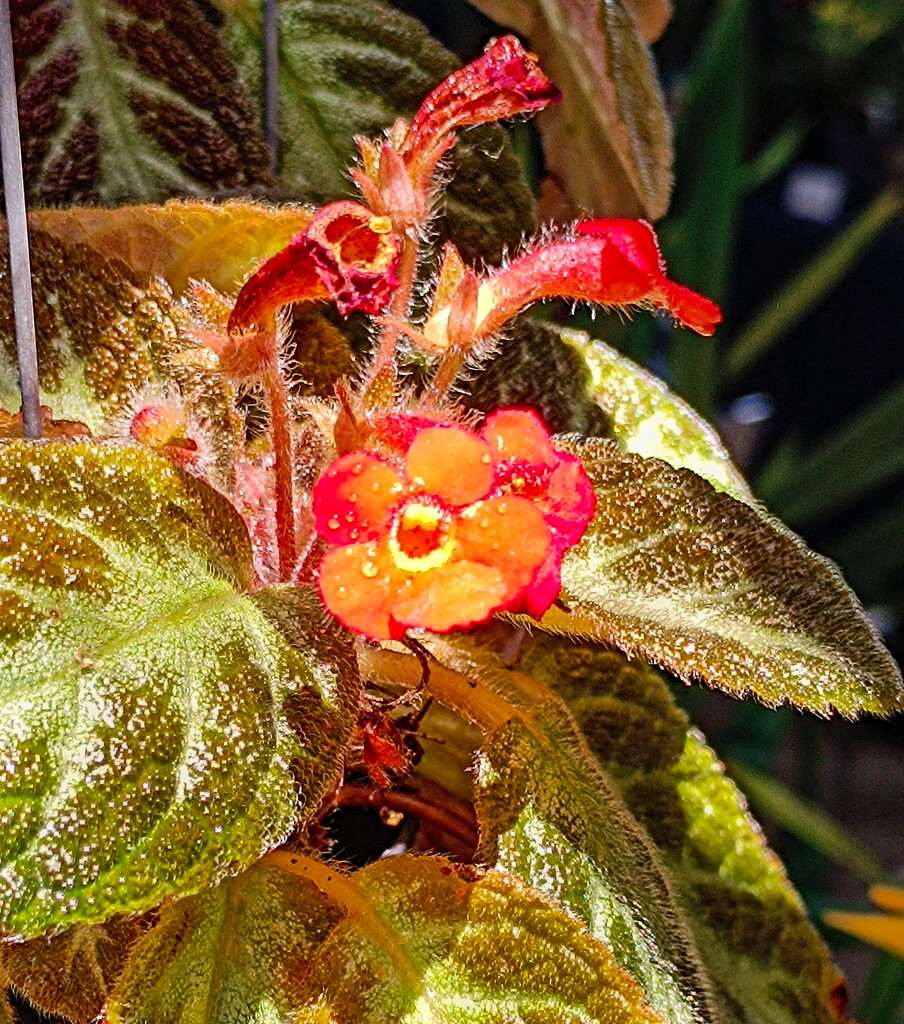 Little Orange and Red Fower in the Sunlight by ianjb21