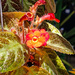 Little Orange and Red Fower in the Sunlight