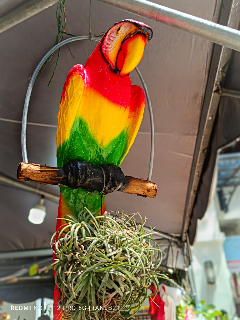 Air Plant under colourful Parrot by ianjb21