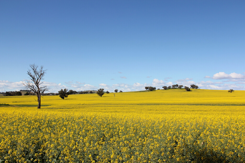 Sea of yellow by leggzy