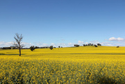 30th Sep 2024 - Sea of yellow