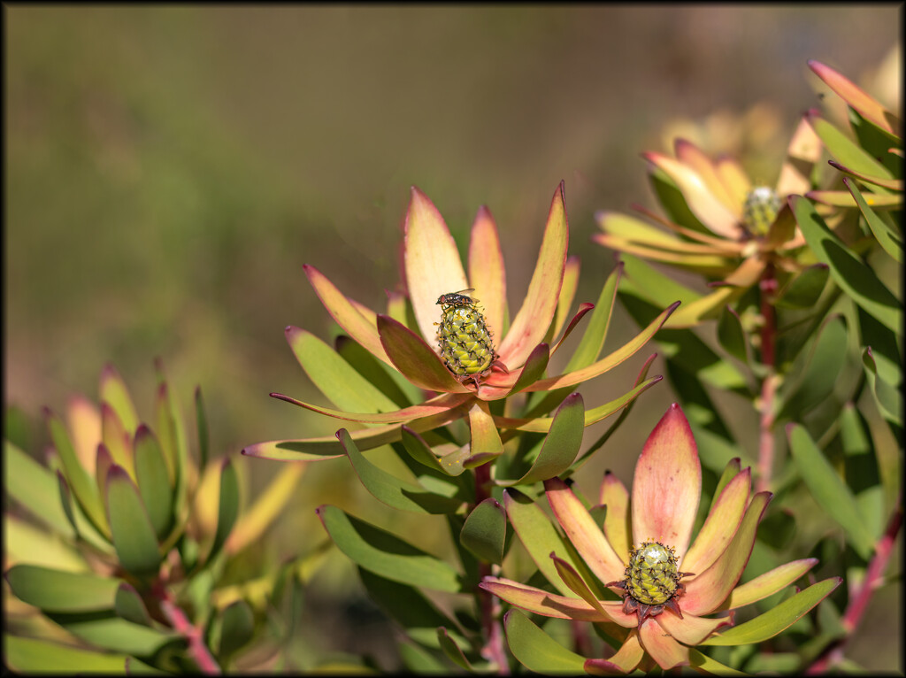 Spot the photobomber by ludwigsdiana