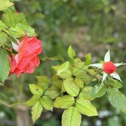 30th Sep 2024 - Beautifully weathered, slightly droopy the new flowers are thriving and in abundance.