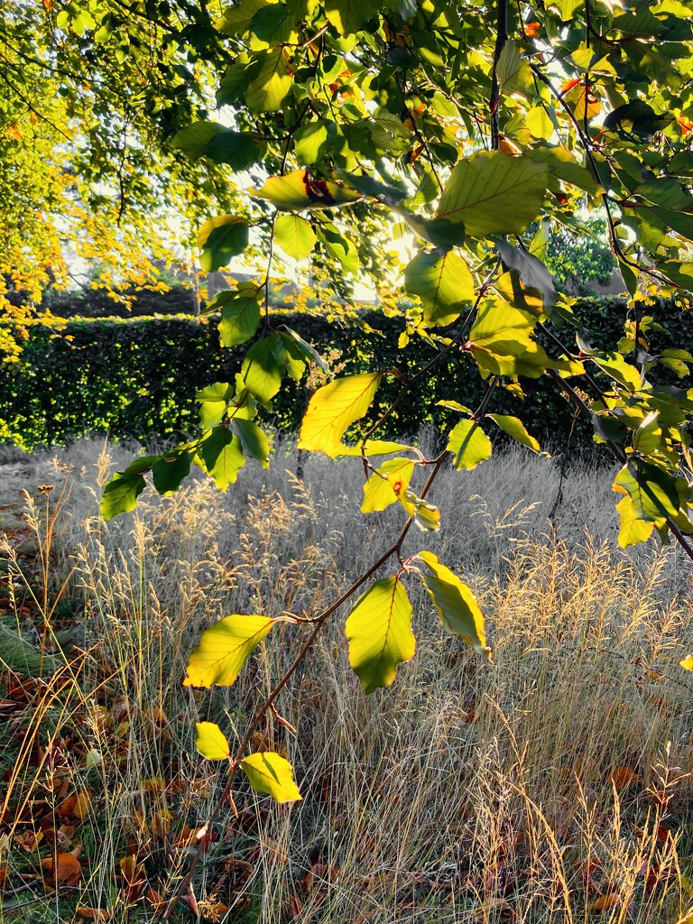 Morning sun by casablanca