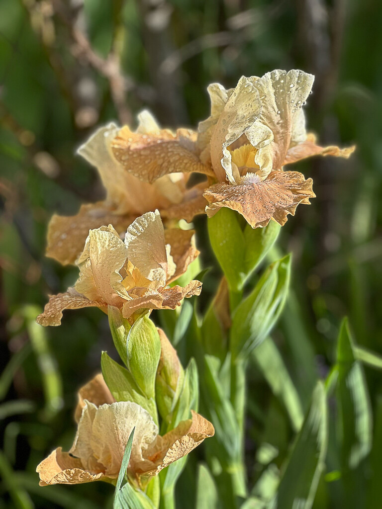 Irises by pusspup