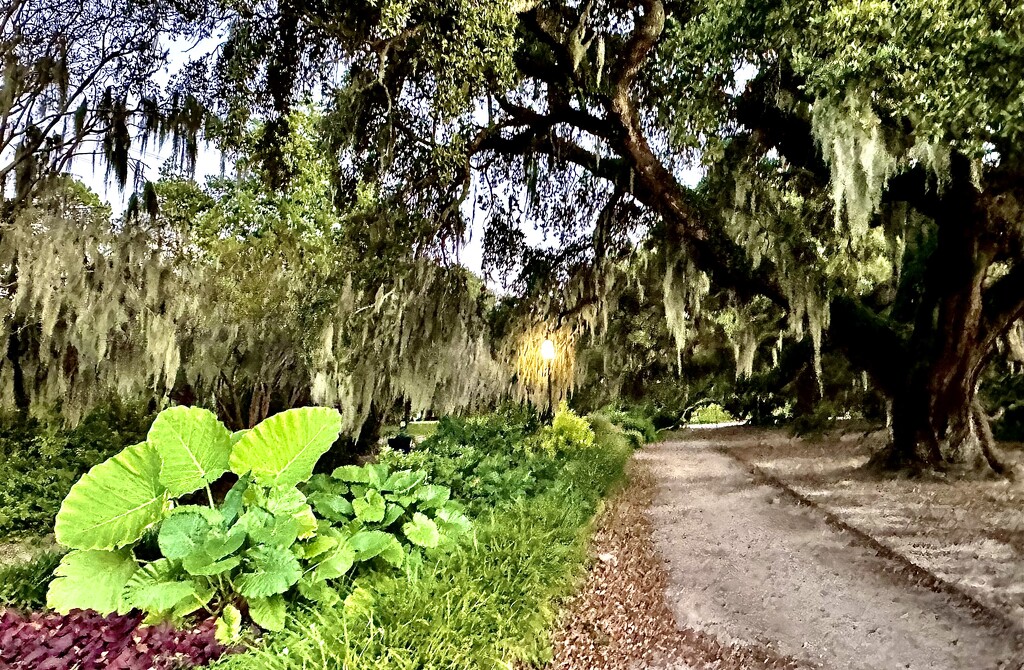 Enchanted forest by congaree