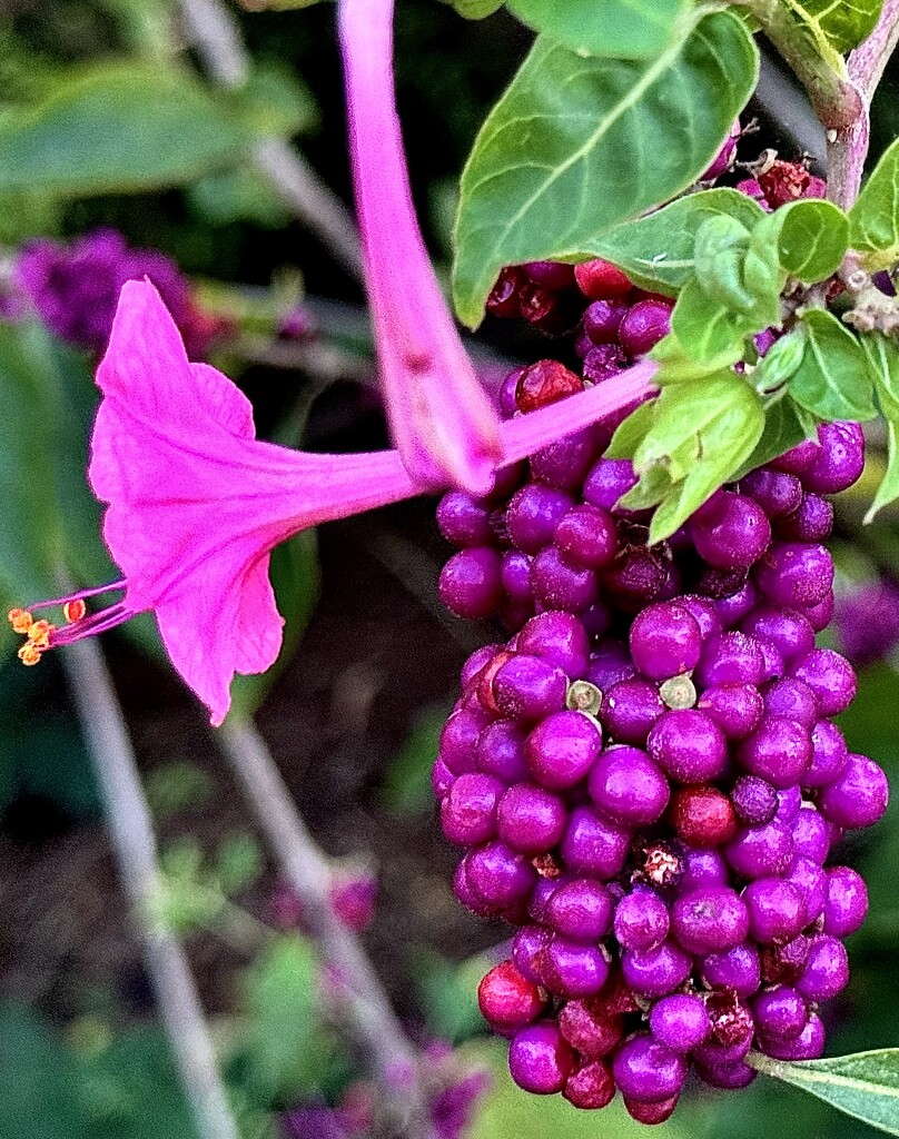 Four o’clock and beauty berries by congaree