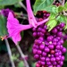 Four o’clock and beauty berries