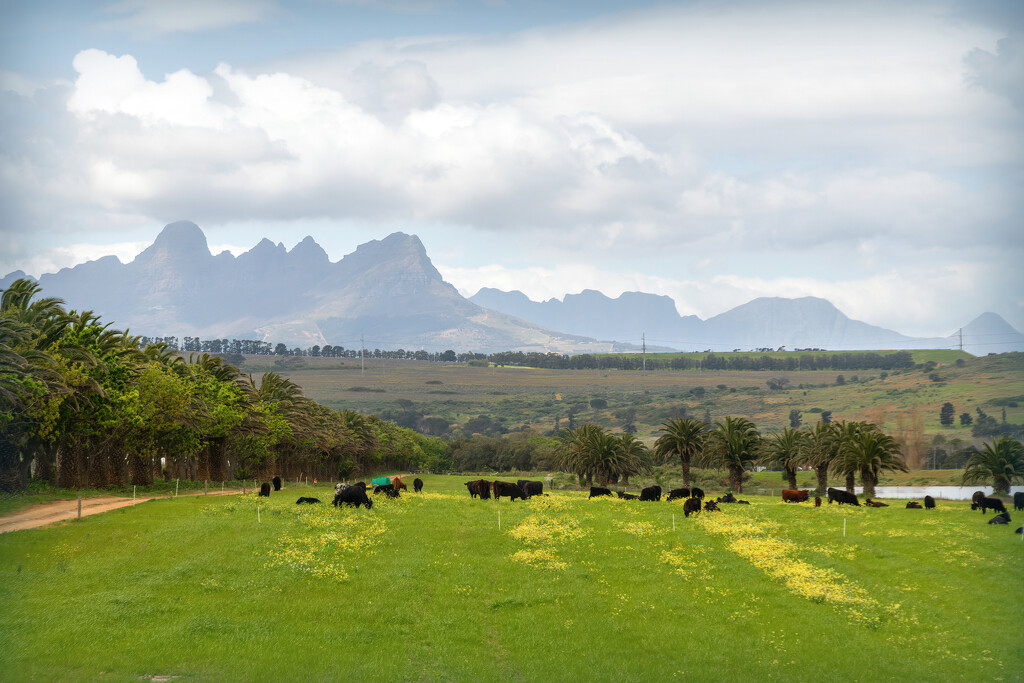 Some more grazing cattle by ludwigsdiana