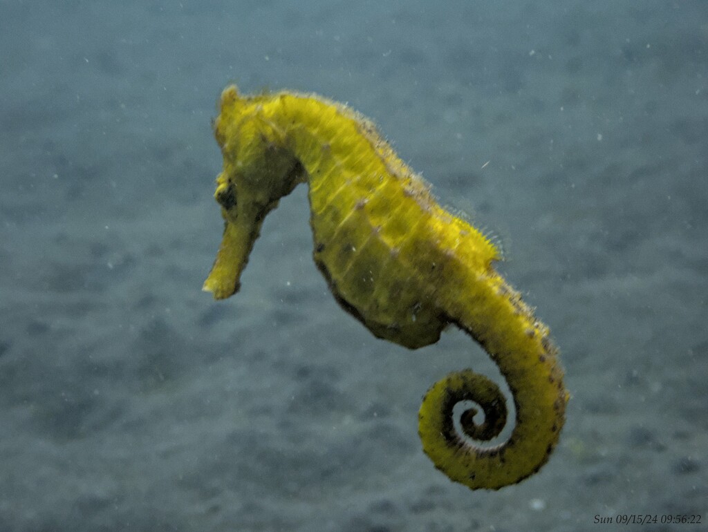 Yellow sea horse by wh2021