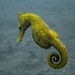 Yellow sea horse