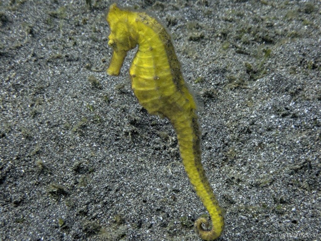 Yellow sea horse by wh2021