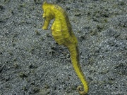 20th Sep 2024 - Yellow sea horse