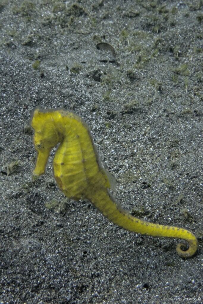 Yellow sea horse by wh2021