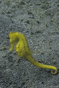 21st Sep 2024 - Yellow sea horse