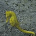 Yellow sea horse