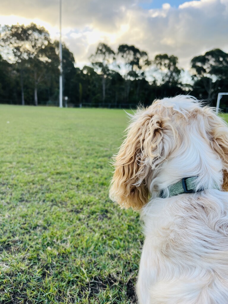 Park Runs  by sarahabrahamse