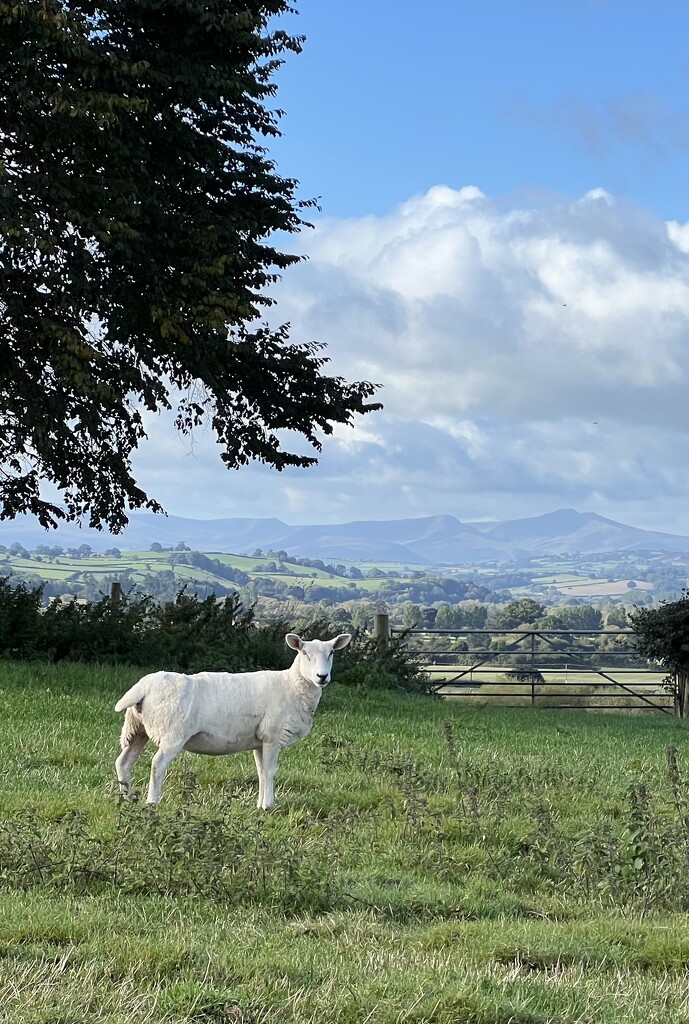 Ewe with a view by tinley23