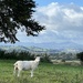 Ewe with a view