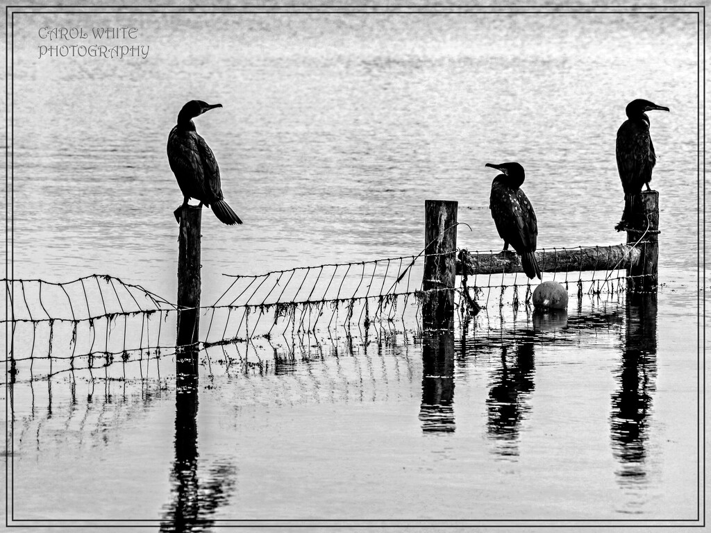 Observation Posts by carolmw