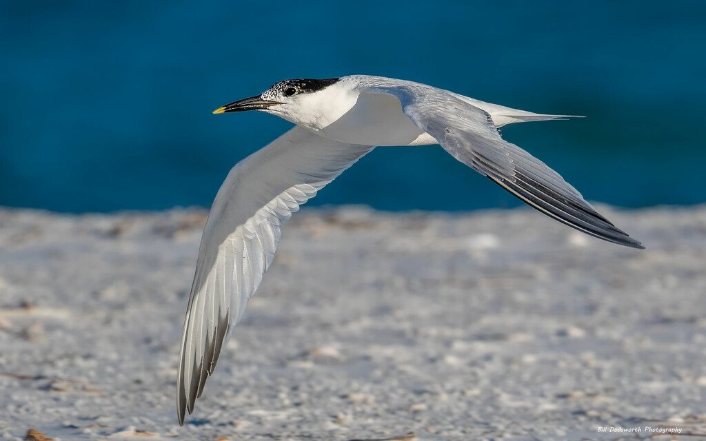 Sandwich Tern by photographycrazy