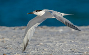 30th Sep 2024 - Sandwich Tern