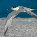 Sandwich Tern