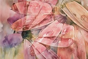 30th Sep 2024 - Watercolour petals~~~~~