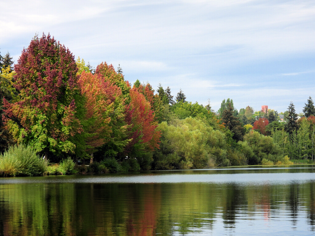 Green Lake Trees  by seattlite