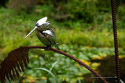 25th Sep 2023 - The elusive Kingfisher in its natural environment