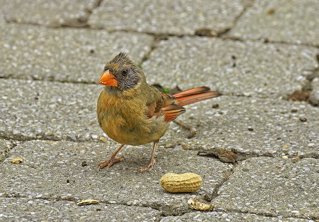 Lady Cardinal View 2 by gardencat