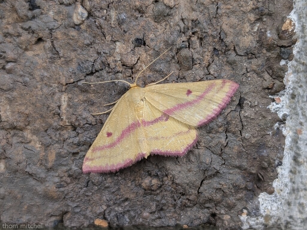 Chickweed Geometer by rhoing