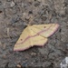 Chickweed Geometer