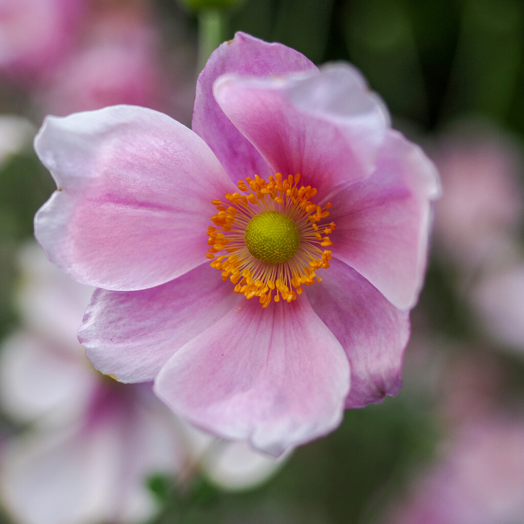 Hubei Anenome by iannicolarps