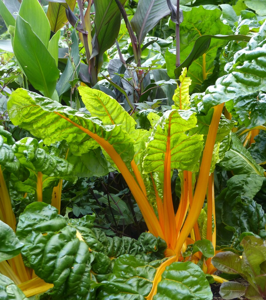 Golden glowing chard by jokristina